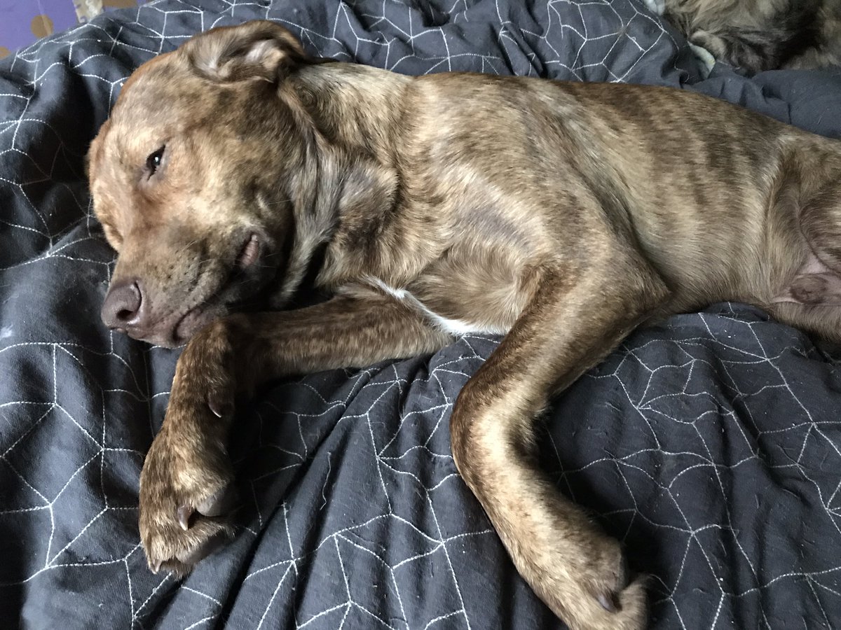 OfficialTobyC's tweet photo. Updated pics. Today is neuter day 😱🐶 https://t.co/w4YAimqXNd