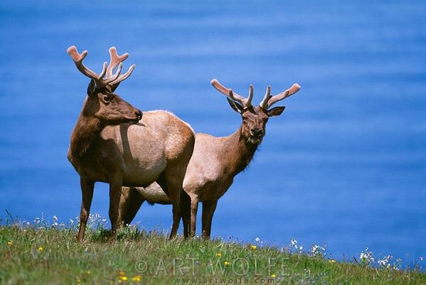 Art Wolfe tweet media