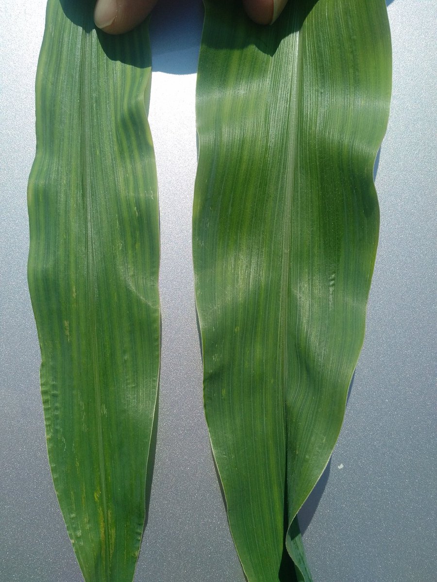 russellm81's tweet photo. Seeing some differences in corn varieties. Croplan leafy silage hybrid (right) vs competitor. #cornlovestheheat #gocorngo  @Croplan_Matt https://t.co/A38h8CFwYx
