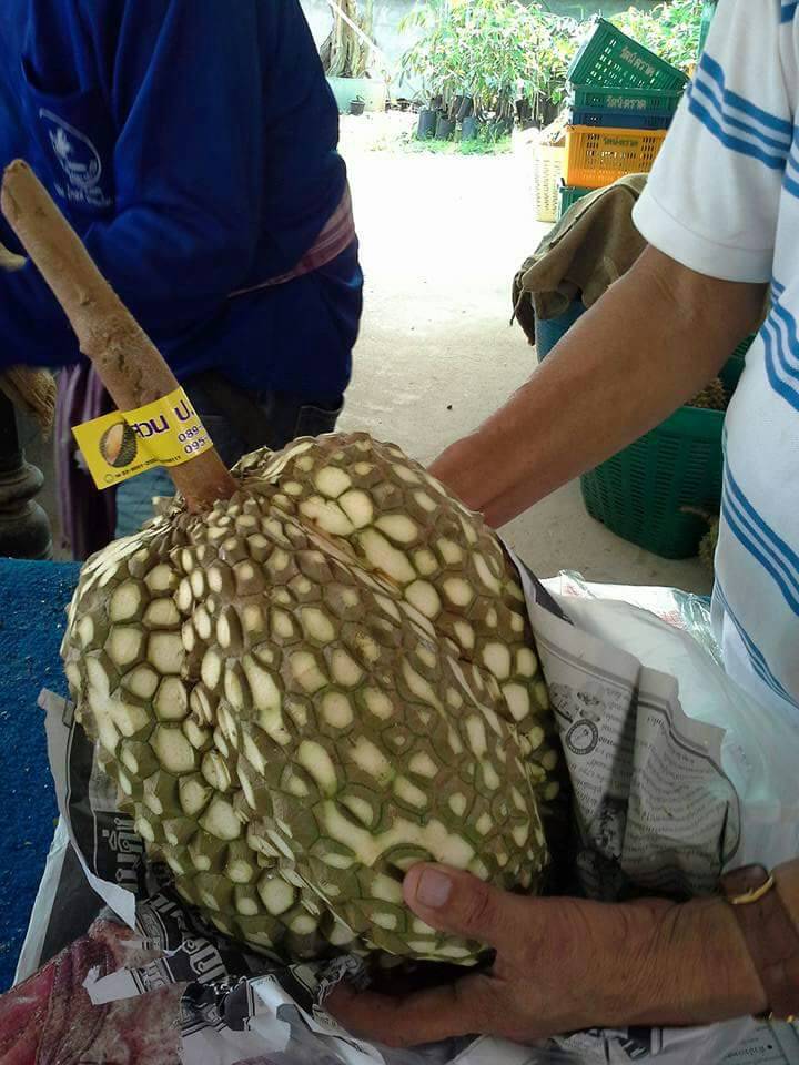 Pic Ketika Penjual  Duren Nurut Sama Permintaan Mas saya 