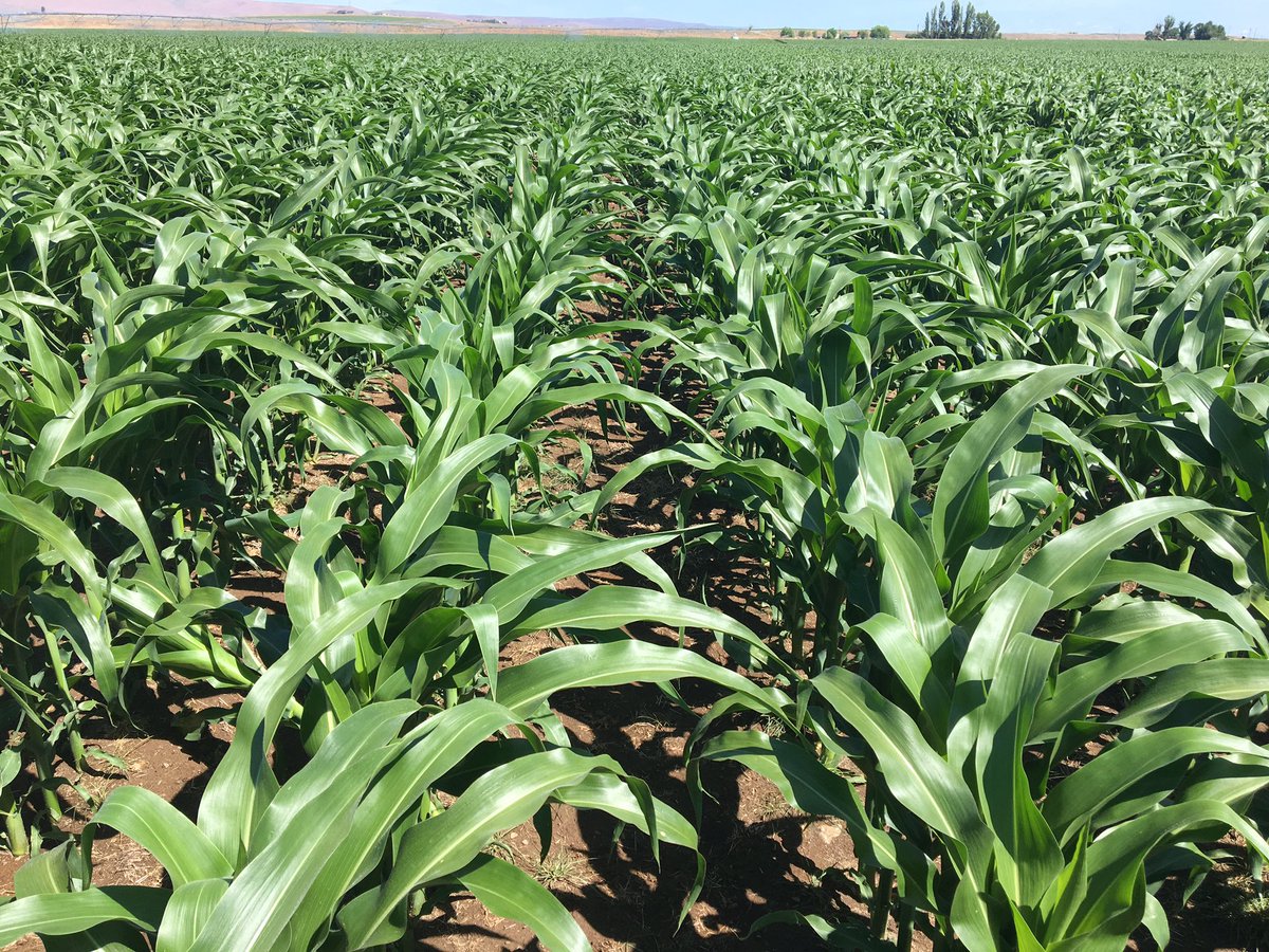 Agrono_Z's tweet photo. #P9608AM looks great in Washington. #corn king in #grow17. https://t.co/0tfO1BX1Dy