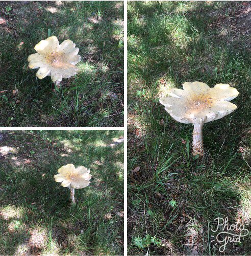 sherryrshoblom's tweet image. Take a look at this beautiful, perfect mushroom.