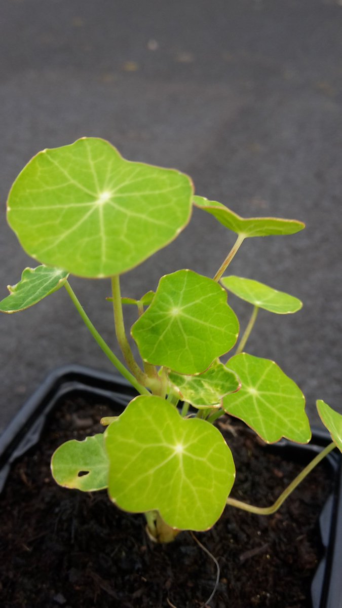 StKathsScience's tweet photo. Also... let it groooooow, let it grow. #vegwatch2017 https://t.co/s6AF2owO9B