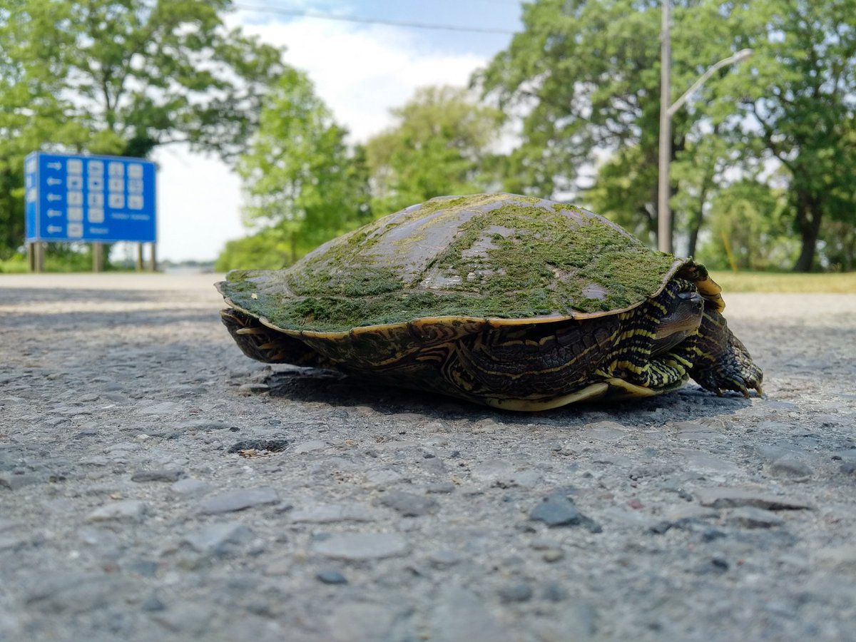 Rondeau_PP's tweet photo. Why did the #speciesatrisk  cross the road? Because it's habitat was fragmented! Please help #turtles  cross the road this spring! https://t.co/TEBefmpvHZ
