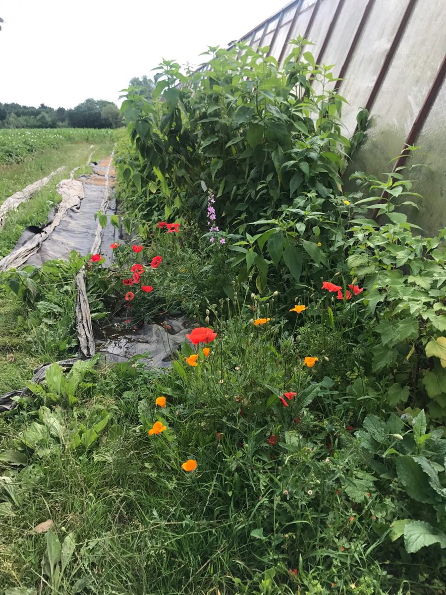 valerie_oppelt's tweet photo. L'agriculture urbaine au coeur de notre journée,avec la visite d'une exploitation maraîchère &amp; l'Atelier du Potager de la Cantine #circo4402 https://t.co/Hlo4Pg1YQq