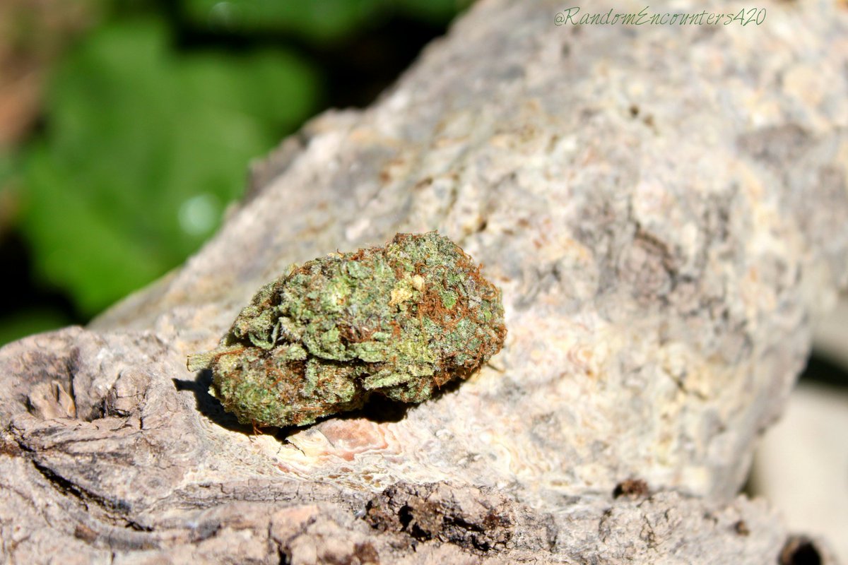 Took this little guy out for a little walk this morning☀. #MedicalCannabis #randomencounters420 #legalpatient