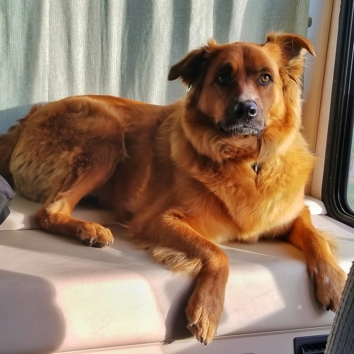 jdn8011's tweet photo. How majestic. He likes to hang out on Dashboards!
#Dog #Puppy #Pups #DogsOfInstagram #Majestic #GoldenRetriever #GermanShephard #Mix #DogMix https://t.co/ydZYlpO8d0