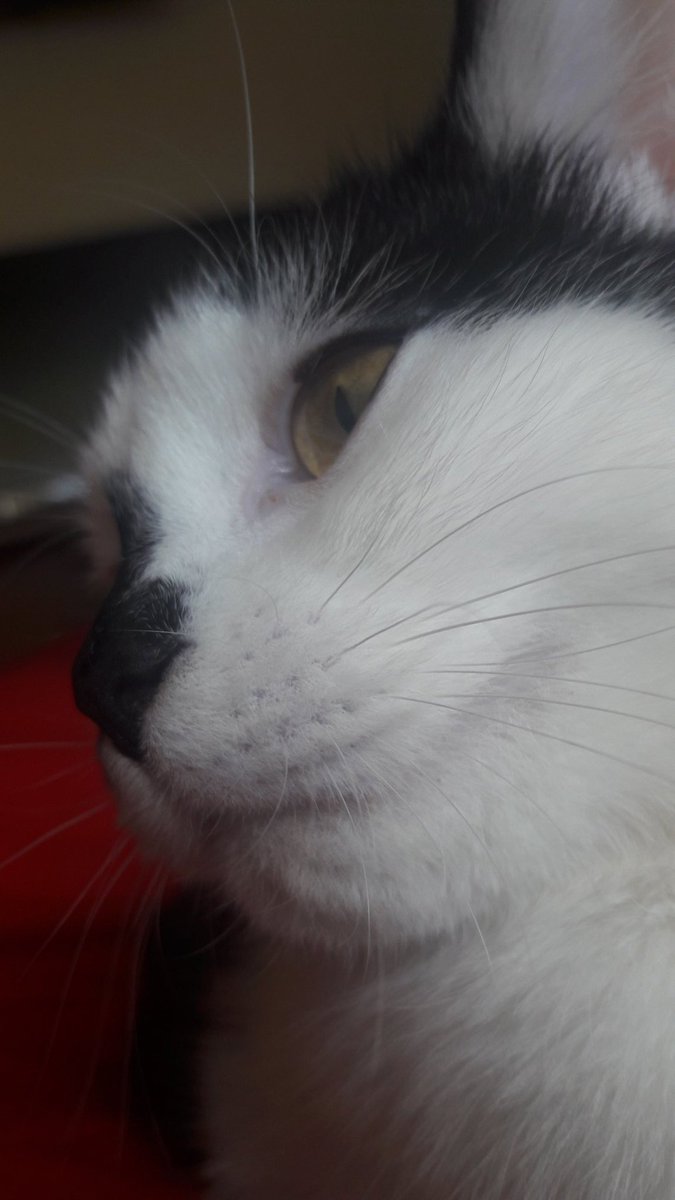 Wickpea99's tweet photo. I think someone wants attention! #CatsOfTwitter ❤❤❤❤ https://t.co/30jyO4ycIj
