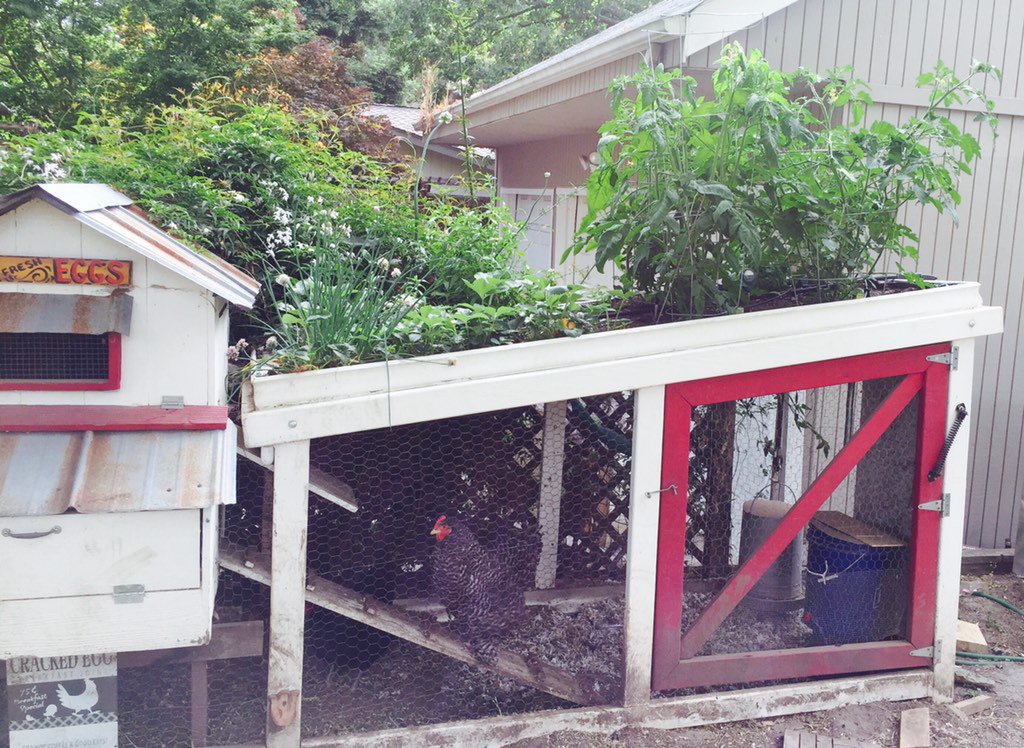 verdeveil's tweet photo. #Tomatoes growing well in 6" of soil green roof #chickencoop #gardening https://t.co/4Iobep2KpJ