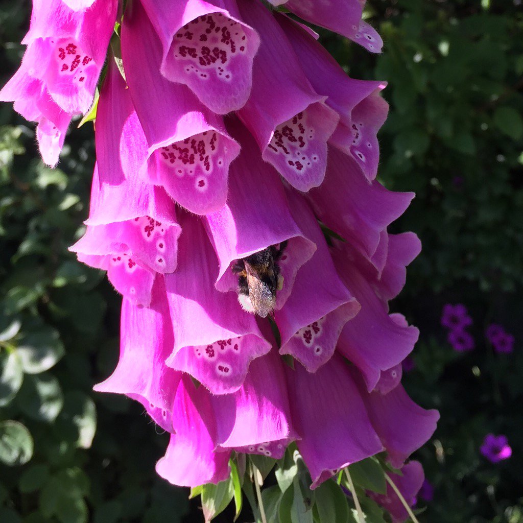 dotti_doris's tweet photo. Have planted my garden especially for bees this year 🐝🐝🐝🌸🌺🌷#garden #flowers #bees #nature https://t.co/KDGivphfOf