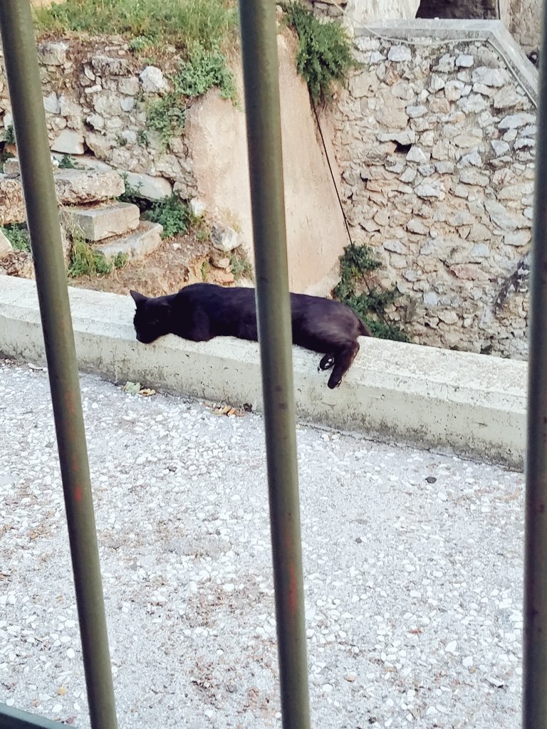 ShottsK's tweet photo. #Greecebucketlist the city is overrun with cats. They are as laid back as the people. https://t.co/9ARK4U0Jax