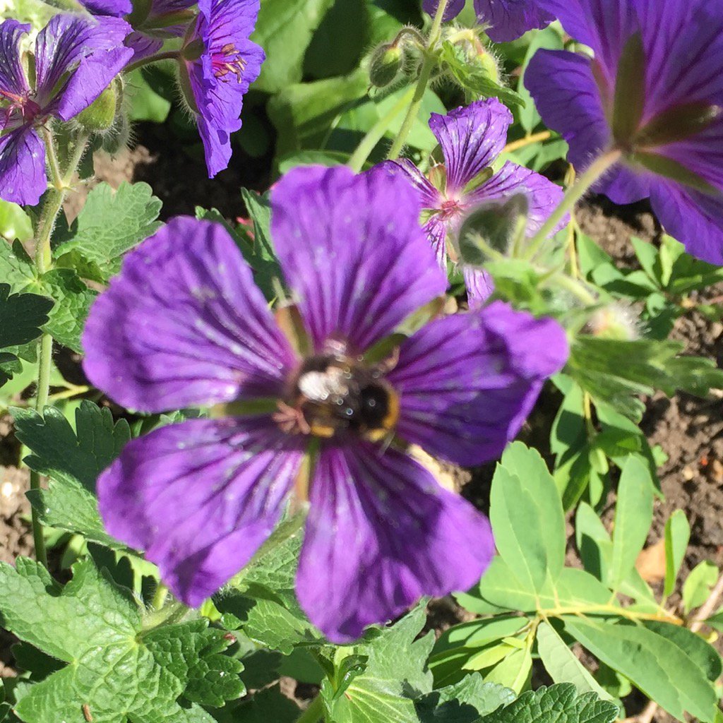 dotti_doris's tweet photo. Save the bees, plant the stuff they love 🐝🐝🌸🌷🌺 #bees #savethebees #flowers #garden #conservation https://t.co/ms7CPQKBiM