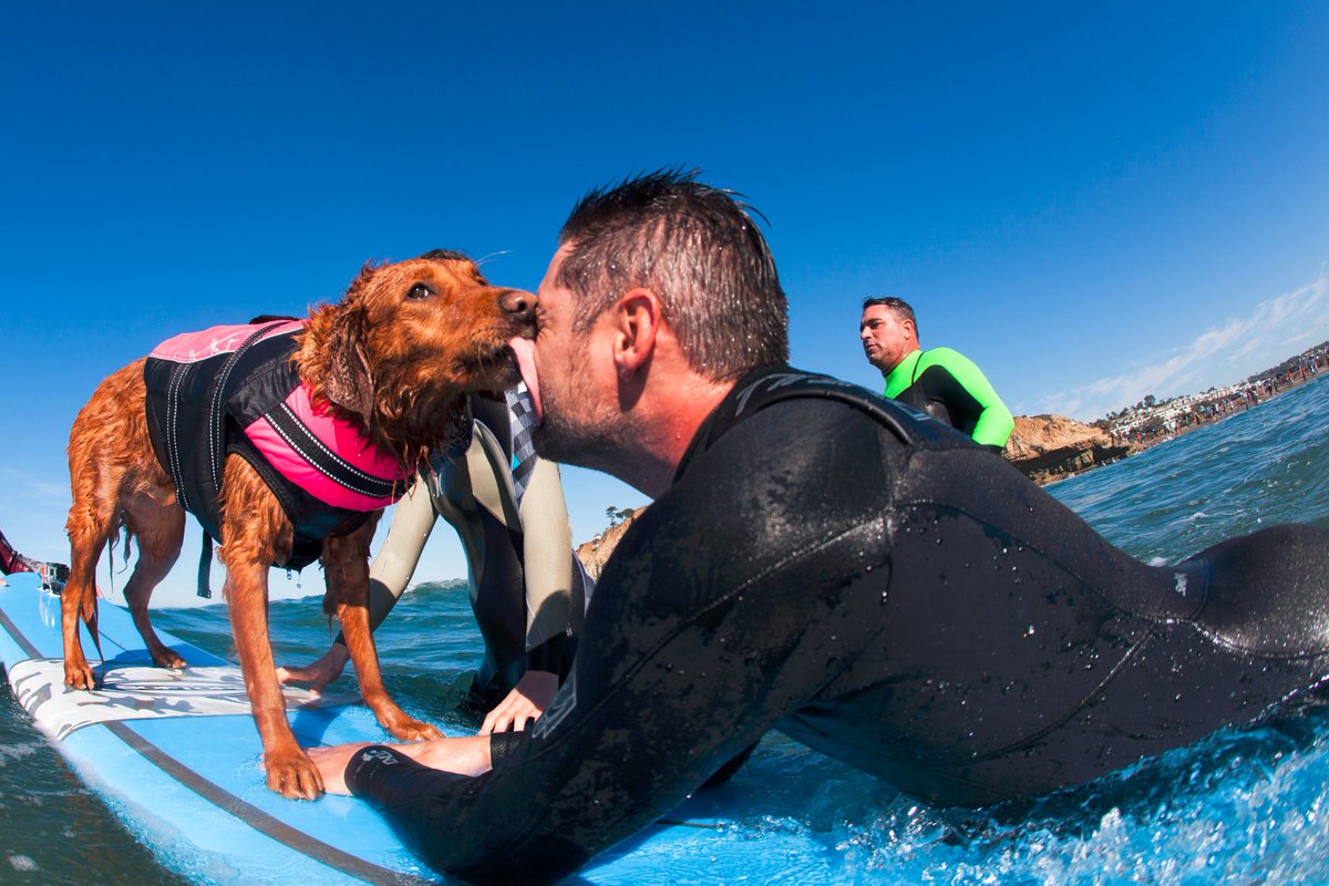 AHFTF_Page's tweet photo. Watch how surf dog Ricochet, supported @USARMY combat medic Randy Dexter's #TBI recovery: https://t.co/Q4NTMG6MYV. https://t.co/rzzjM5NHmu