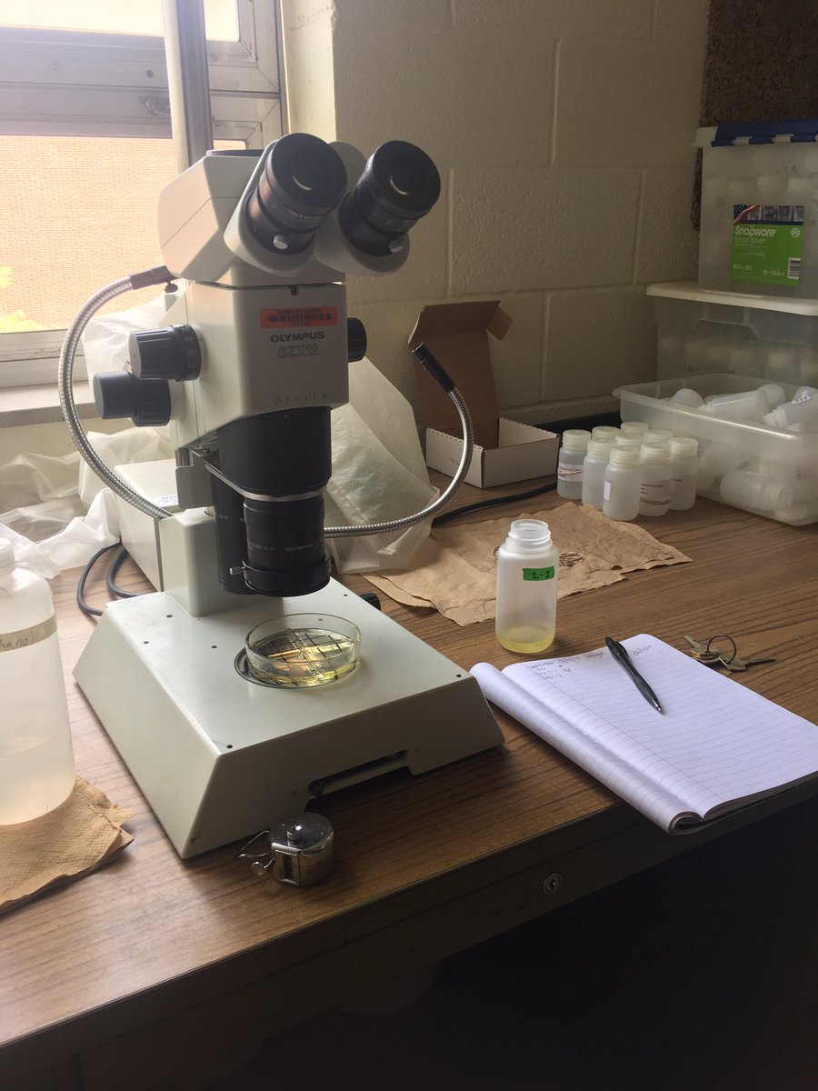 DanielleCzekaj's tweet photo. In the lab today counting veligers from the samples I collected at Grand Lake! @NSF @okstate #REUStreamTeam #griffinsreign https://t.co/u6A9gnW4bW