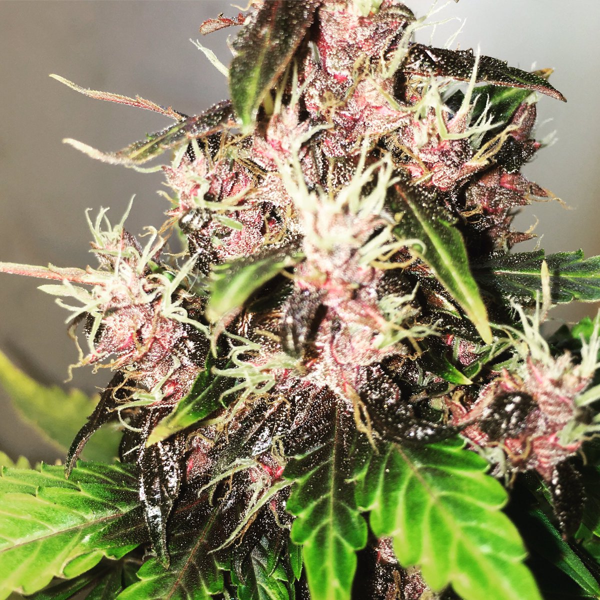 VerdeStoreCL's tweet photo. Una de nuestra nenas para el #RosinTech #Jarz en #Antofagasta

Atentos a las actualizaciones de @AntofaVerdeGrow 🌱😎❤️ https://t.co/oLfH1pqyI6