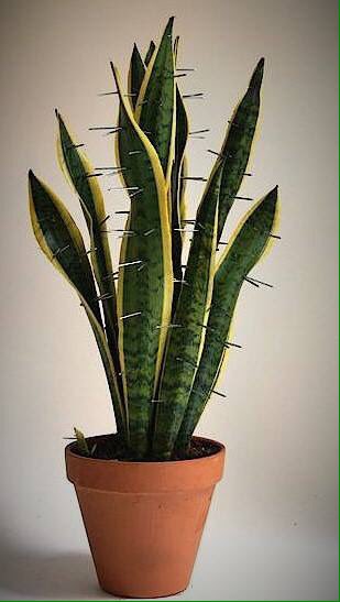 Nog te bezichtigen tot 15 juli: #expo 'Flora in de kunst'! object #DeZondagseKamer. Titel: De droom van de Sanseveria: ‘Een cactus te zijn'