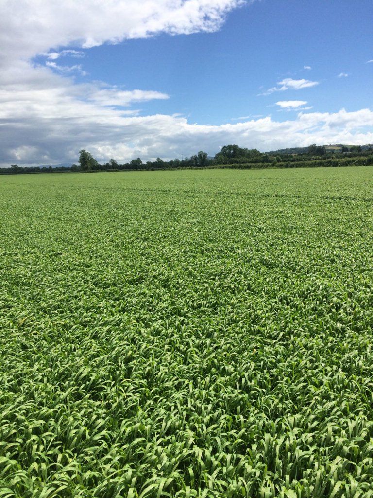 TirlanFarmLife's tweet photo. Propino Spring Barley could not be any thicker. Massive potential. It's not all about Planet #propino #mastercrop https://t.co/4OCpbKnlhv