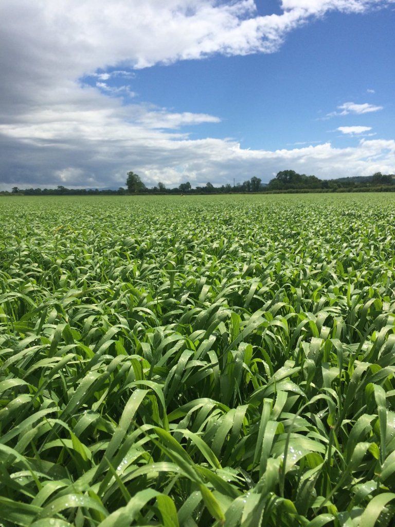 TirlanFarmLife's tweet photo. Propino Spring Barley could not be any thicker. Massive potential. It's not all about Planet #propino #mastercrop https://t.co/4OCpbKnlhv