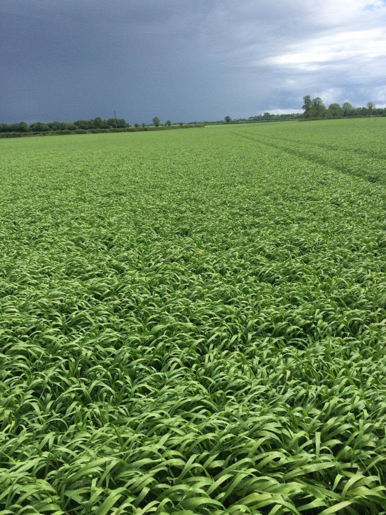 TirlanFarmLife's tweet photo. Propino Spring Barley could not be any thicker. Massive potential. It's not all about Planet #propino #mastercrop https://t.co/4OCpbKnlhv