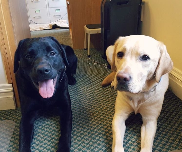 YorktownCommDay's tweet photo. Look how cute the puppies are!@GuidingEyes is a non-profit that provides trained dogs to blind/visually impaired individuals #woofwednesday https://t.co/5zQiy8cLBy
