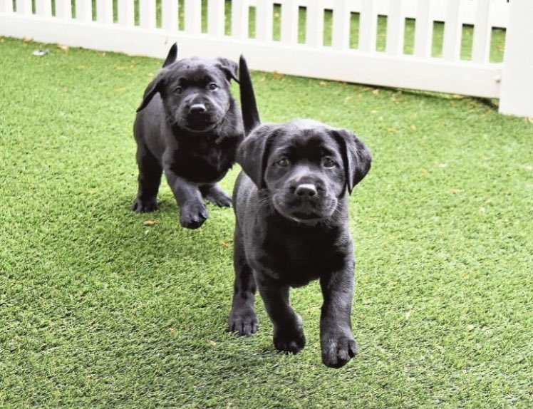 YorktownCommDay's tweet photo. Look how cute the puppies are!@GuidingEyes is a non-profit that provides trained dogs to blind/visually impaired individuals #woofwednesday https://t.co/5zQiy8cLBy
