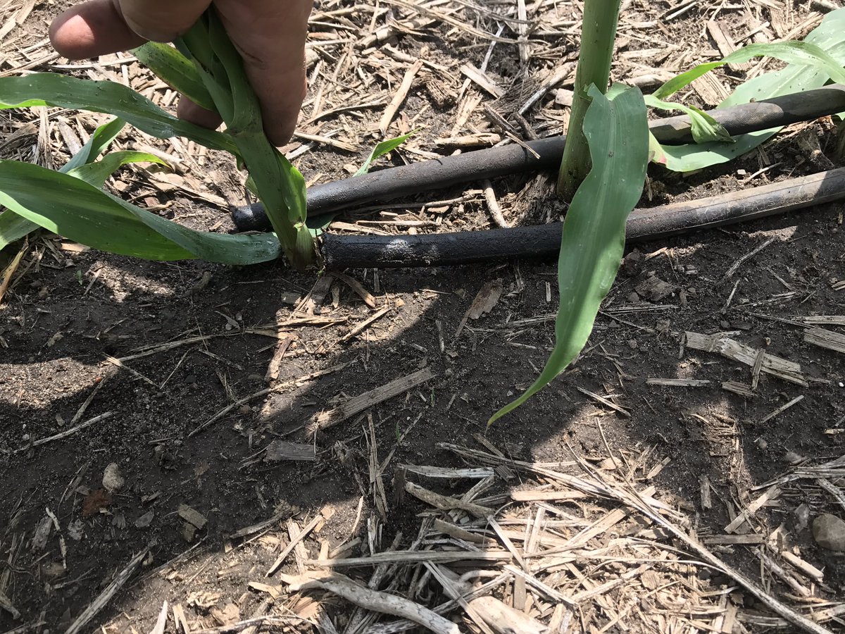 ONTopPrecision's tweet photo. Hitting the sweet spot! #righttime #rightplace #rightrate @360yieldcenter @girl_agronomist https://t.co/W4t7aACumU