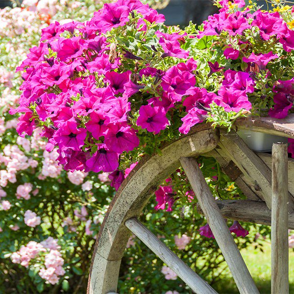 If you're planning to plant flowers this summer, here are 5 we think you should grow. stimulimag.ca/home-and-diy/s…