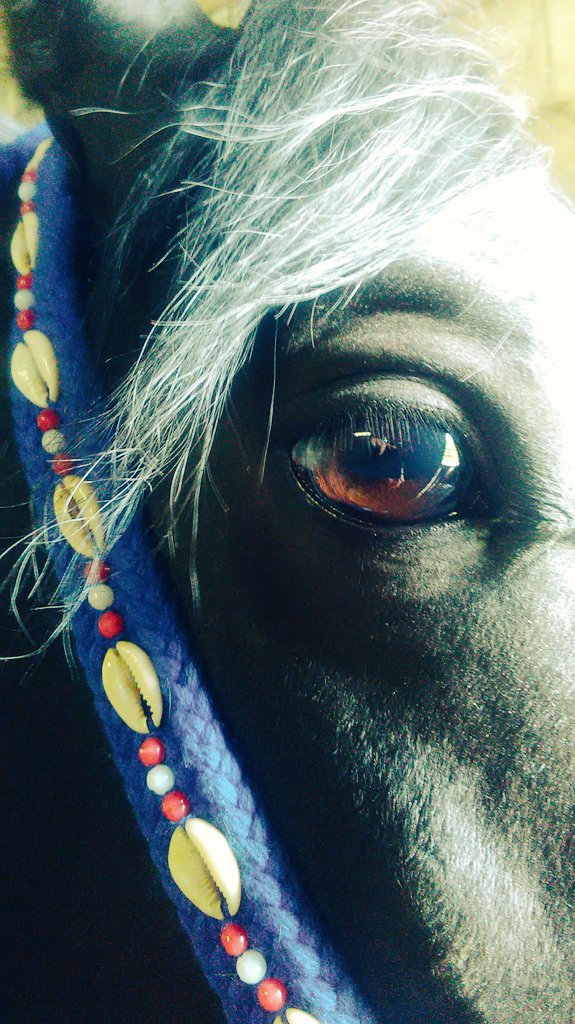desertdove7's tweet photo. @247equestrian @stylereins #HappyWednesday #MoHorse Modeling His #BlueHalter #247equestrian #Stylereinsmagazine https://t.co/s1PPbQqCKJ