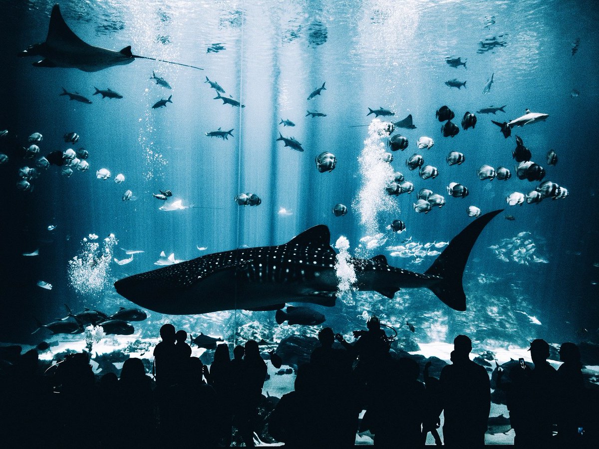 TheEllipseCow's tweet photo. If you find yourself with some spare time during #NAAEdu17 check out these attractions in Atlanta! 
https://t.co/BAYwx7ysZi https://t.co/xNhiJfnO7q