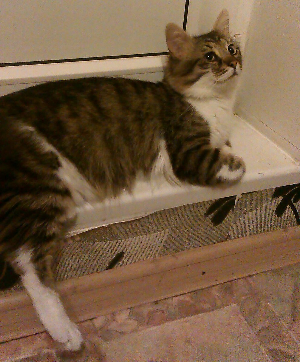 gost_notes's tweet image. Немножко Воронежского кота в ленту вам всем.