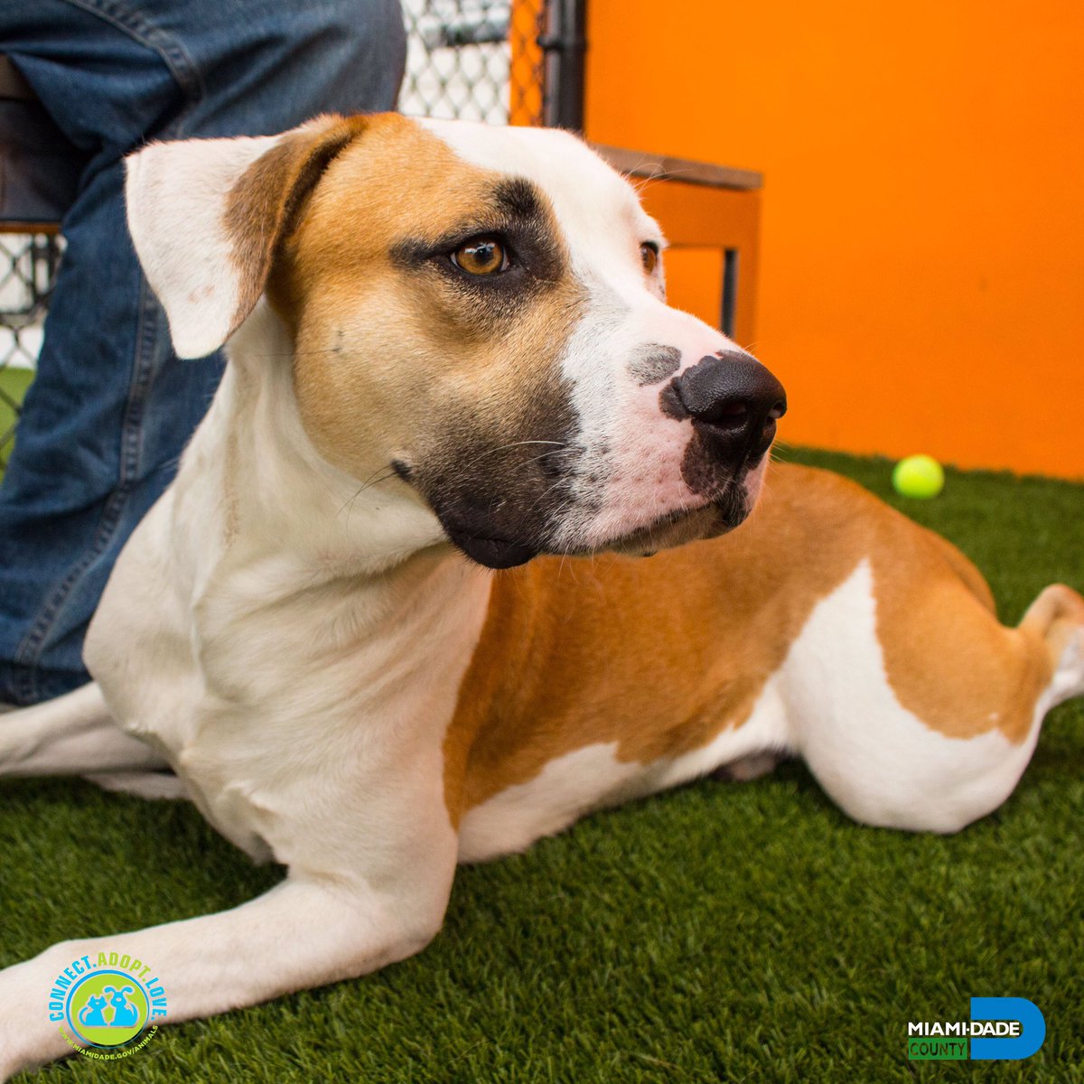 AdoptMiamiPets's tweet photo. Boss #A1764151 is an #AmericanBulldog mix with a spunky personality. He loves to play & sunbathe. Adopt Boss today! 🐕❤️ #Miami #PetsToLove https://t.co/CO9MXLUxEN