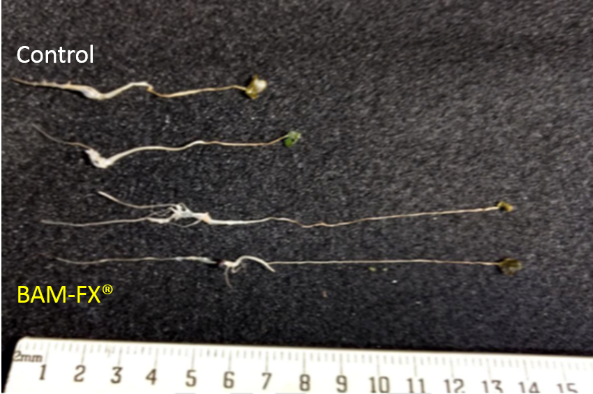 ZEROGSI's tweet photo. Broccoli seedlings treated with @BAM_Agri's #bamfx grew much larger at zero gravity on the @ISS_CASIS than controls https://t.co/isOB2vyLMH https://t.co/oW8hZOGKVD