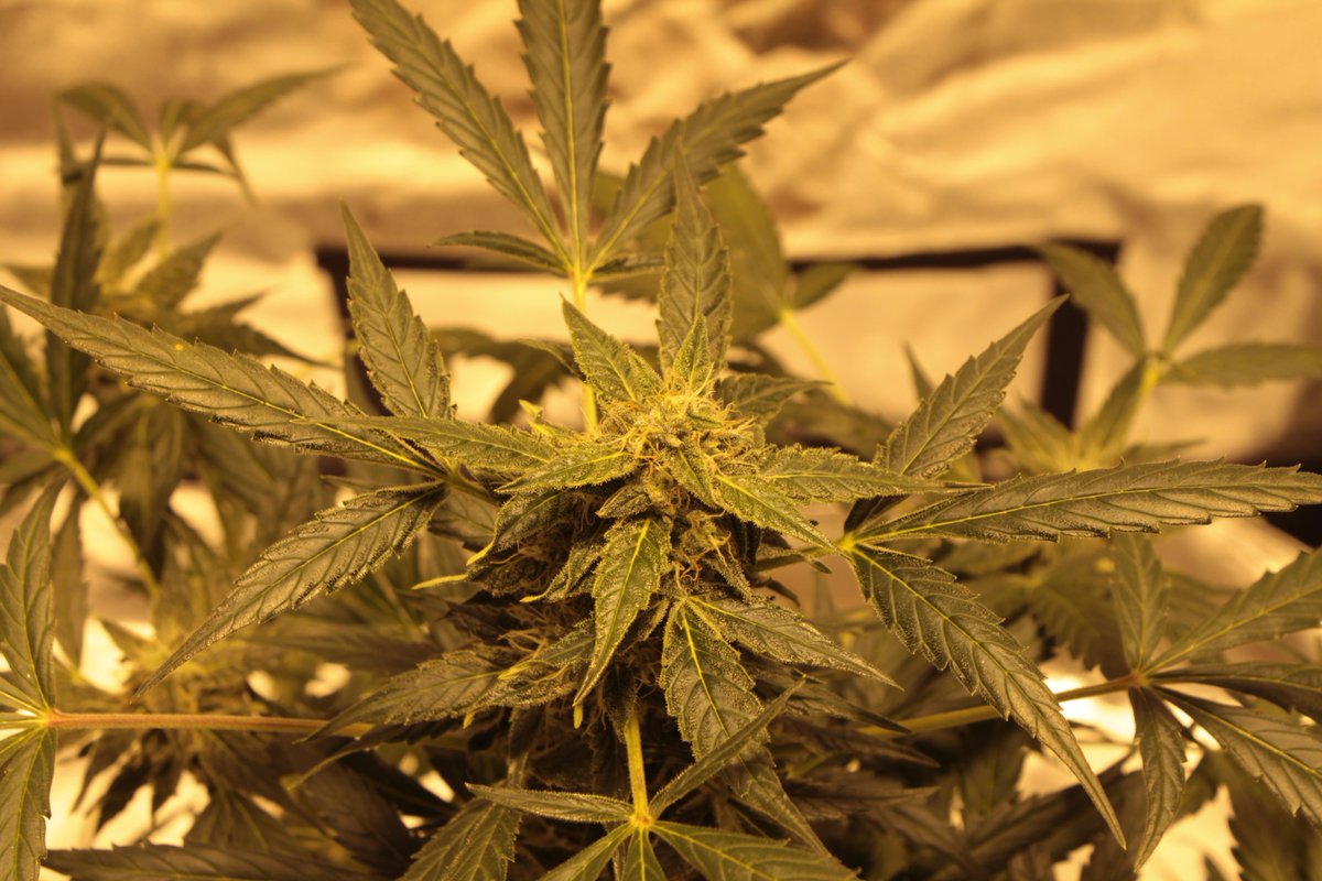 informatico420's tweet photo. No hay mejor perfume que el de esta #AutoHaze de #UrbanSeedsBank https://t.co/XM5wHL1fHv