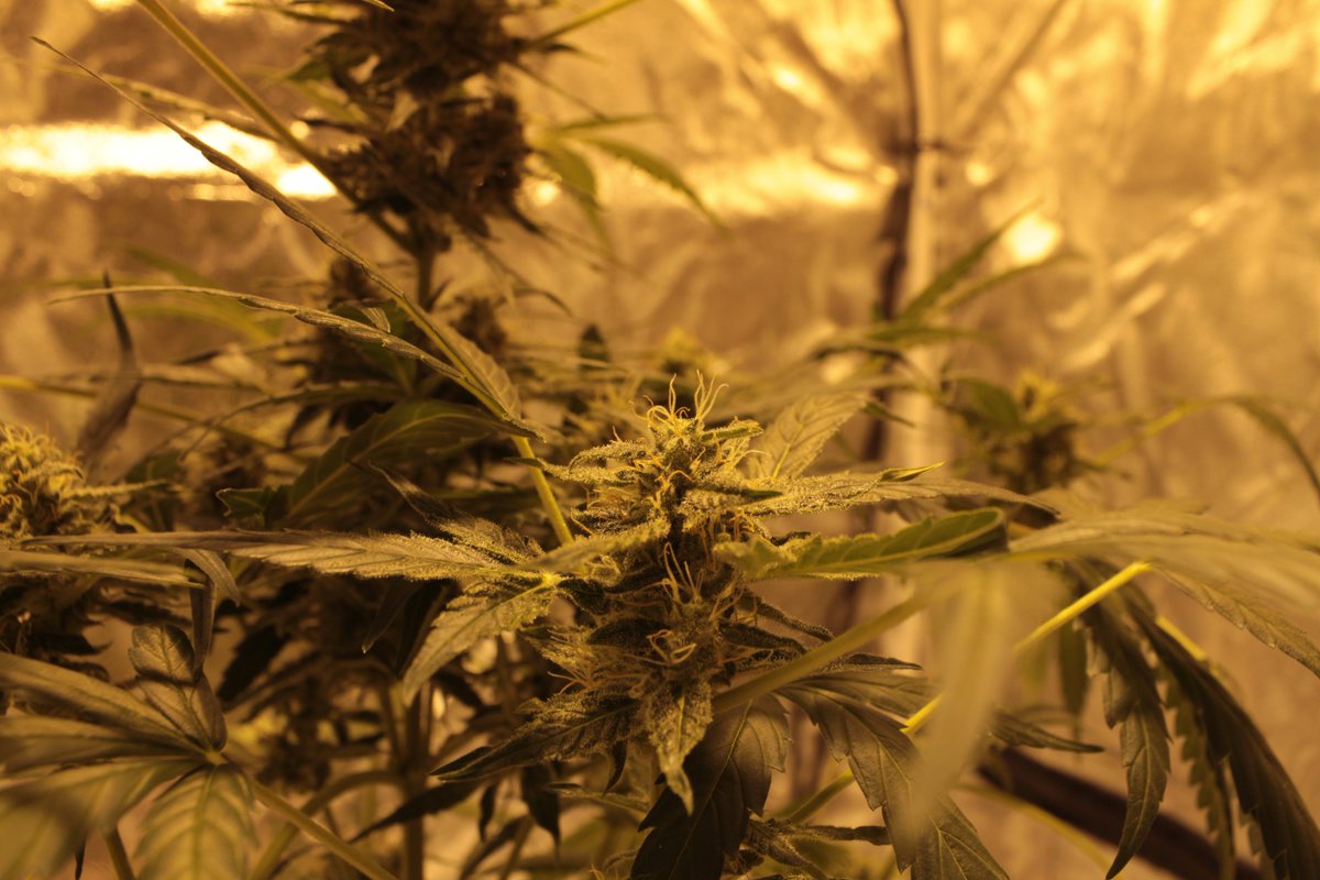 informatico420's tweet photo. #AutoHaze #UrbanSeedsBank https://t.co/NlwMF1umKG