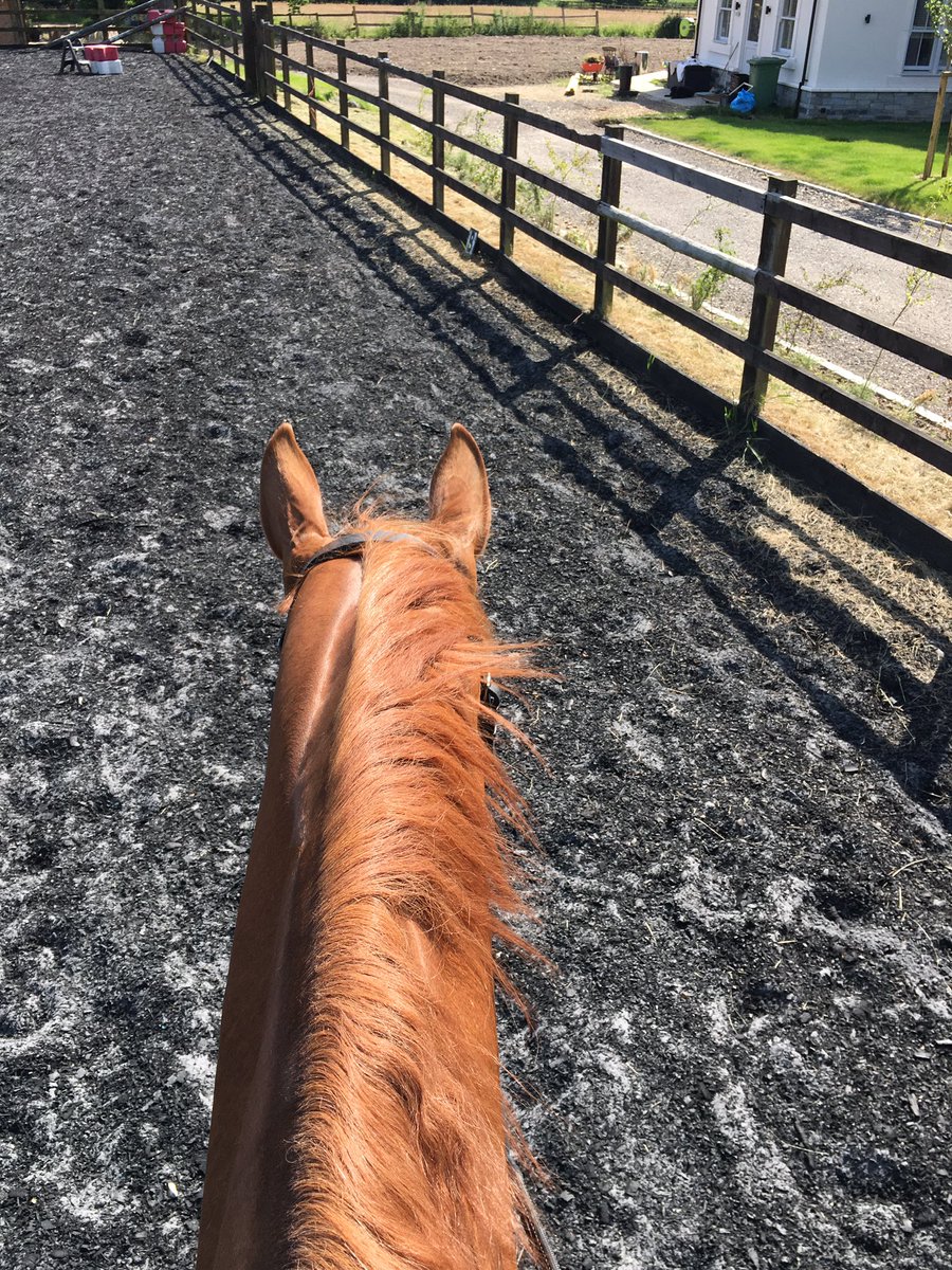 Tor Fenwick Dressage tweet media