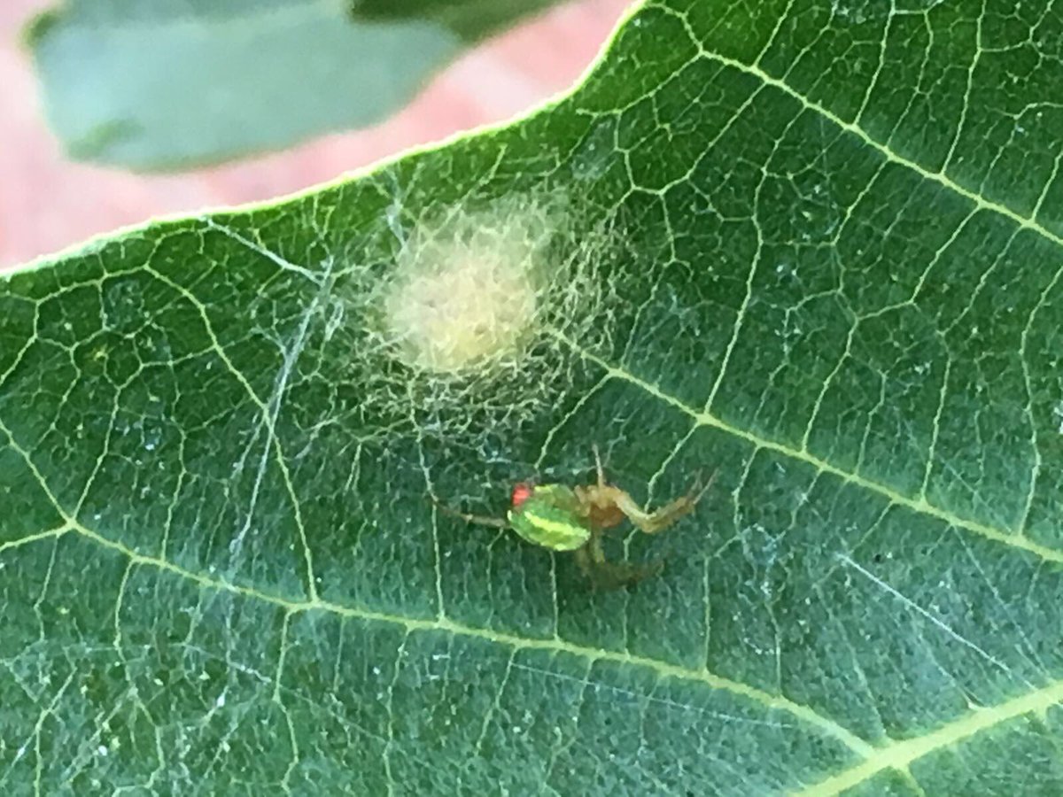 GloverIsBack's tweet image. Not many spiders on the show except being eaten, not rare but the cucumber green orb spider is stunning. On fig tree, Leicester #Springwatch