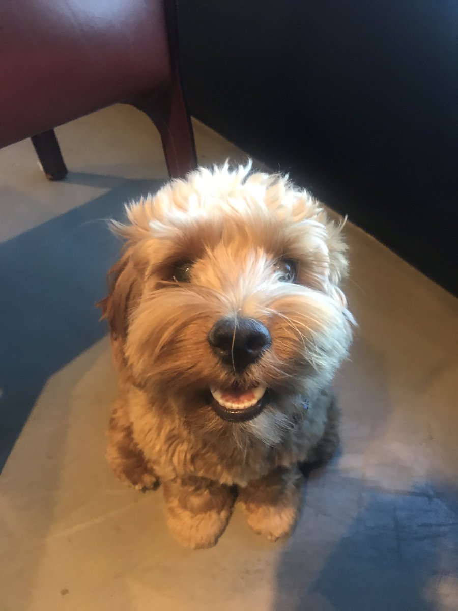 lazaro's tweet image. For every RT I'll tell him he's a good boy