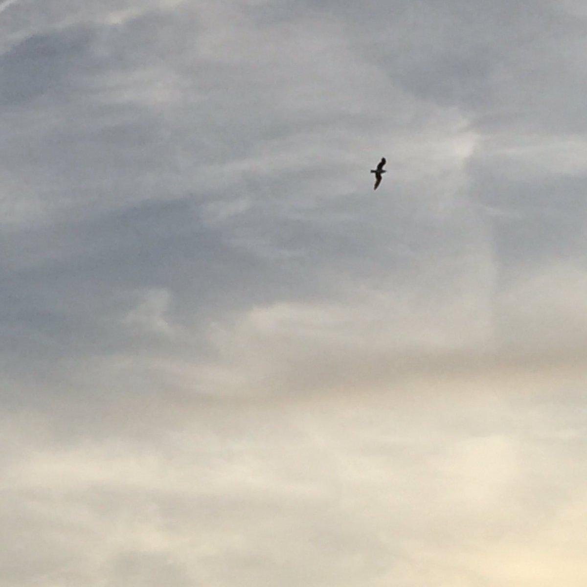 Gierzwaluwen in Amsterdam. Vanavond mocht ik met de experts op pad om ze te spotten. maps.amsterdam.nl/vogels/