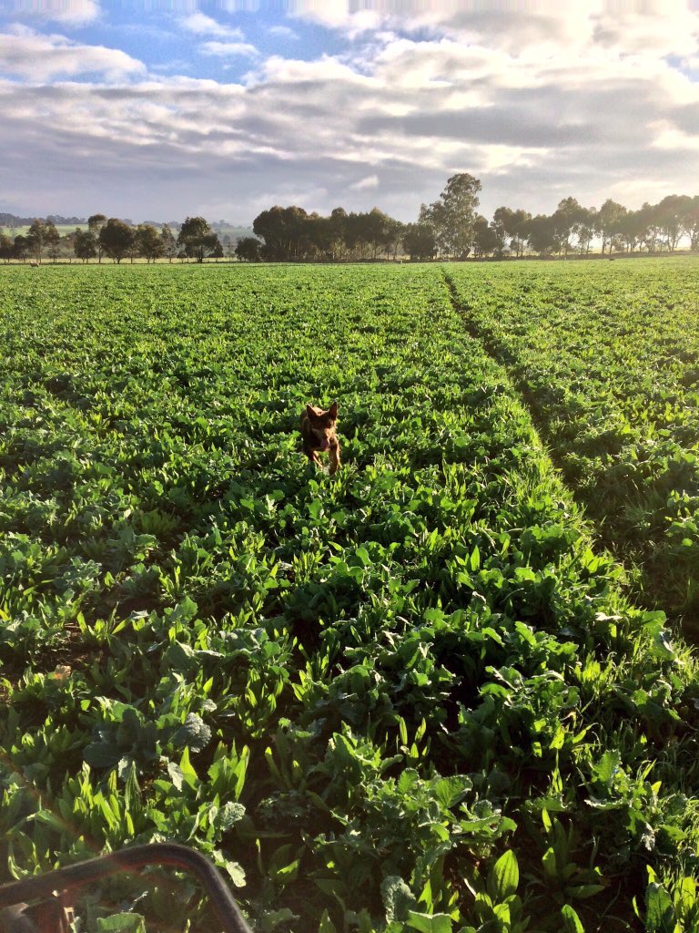 Wild Lamb tweet media