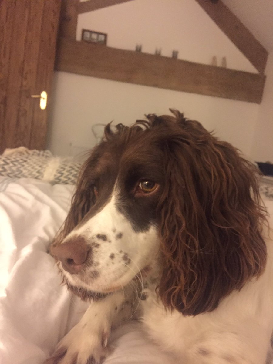 RubyRubyduby1's tweet image. I&apos;m on the bed ......🐶😉💤💤💤