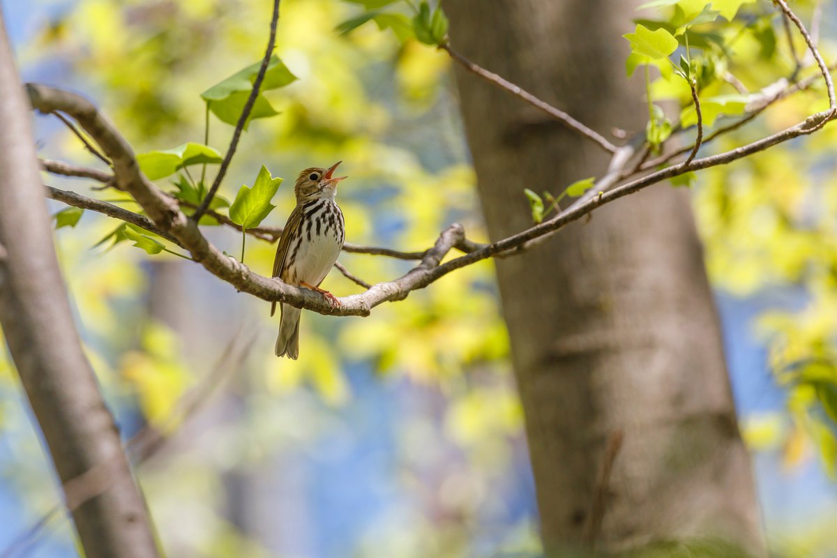 NYstateparks's tweet photo. Who's looking for the teacher?  This bird is known for an over-sized voice and a unique nest: https://t.co/uuszU44SwU #WildlifeWednesday https://t.co/FM2spPxitt