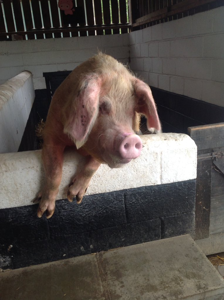 CHP_Sapphire's tweet photo. @CHPSchool @CHP_Pearl Thank you for a fantastic day @StockleyFarmPk ! We loved learning about and meeting all of the animals, especially Gladys the pig! https://t.co/rNj3Zv7SXs