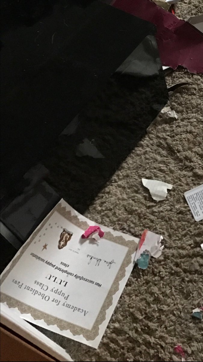 WaiteLindsay's tweet photo. tell me how my dog chewed everything she could find in my room BUT the only thing she didnt chew was her obedience school certificate https://t.co/li9xcxTKTn