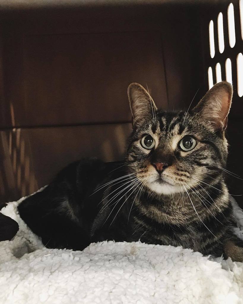 pineapplethecat's tweet photo. Whoo Pineapple gained half a pound! https://t.co/4B8G0R3qtF