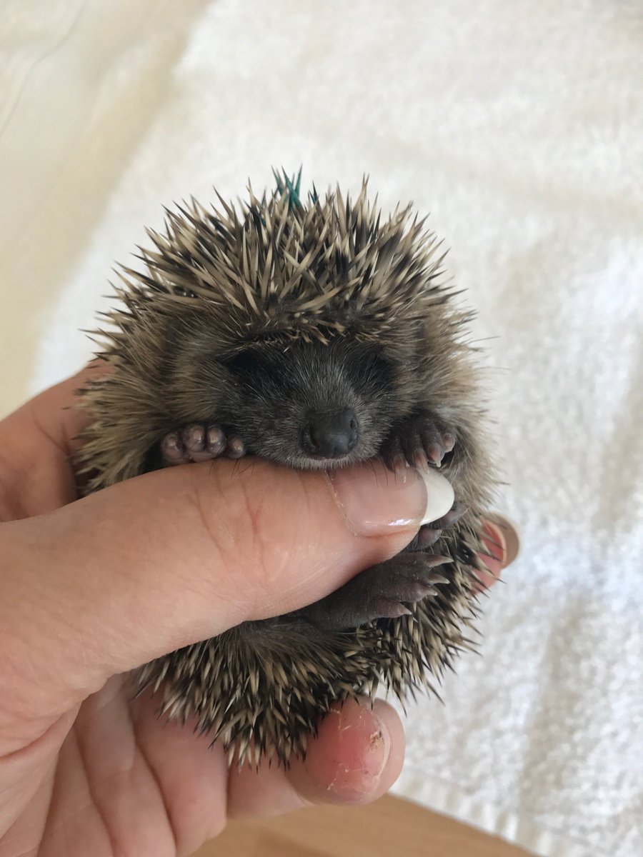 AnneatSaveMe's tweet photo. Please help Hallie's friends by putting out water in your garden tonight. Think cute hedgehog and give them a helping hand. https://t.co/8nZzlM27KJ