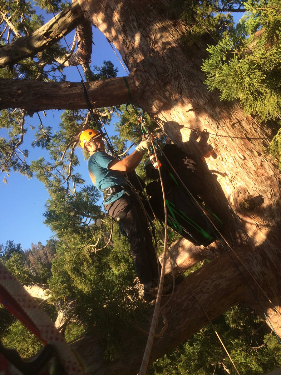 TenacityPursuit's tweet photo. My buddy @shawn_corrigan up in the treetops !! @Petzl @adventurevida https://t.co/GGL6w57iv3