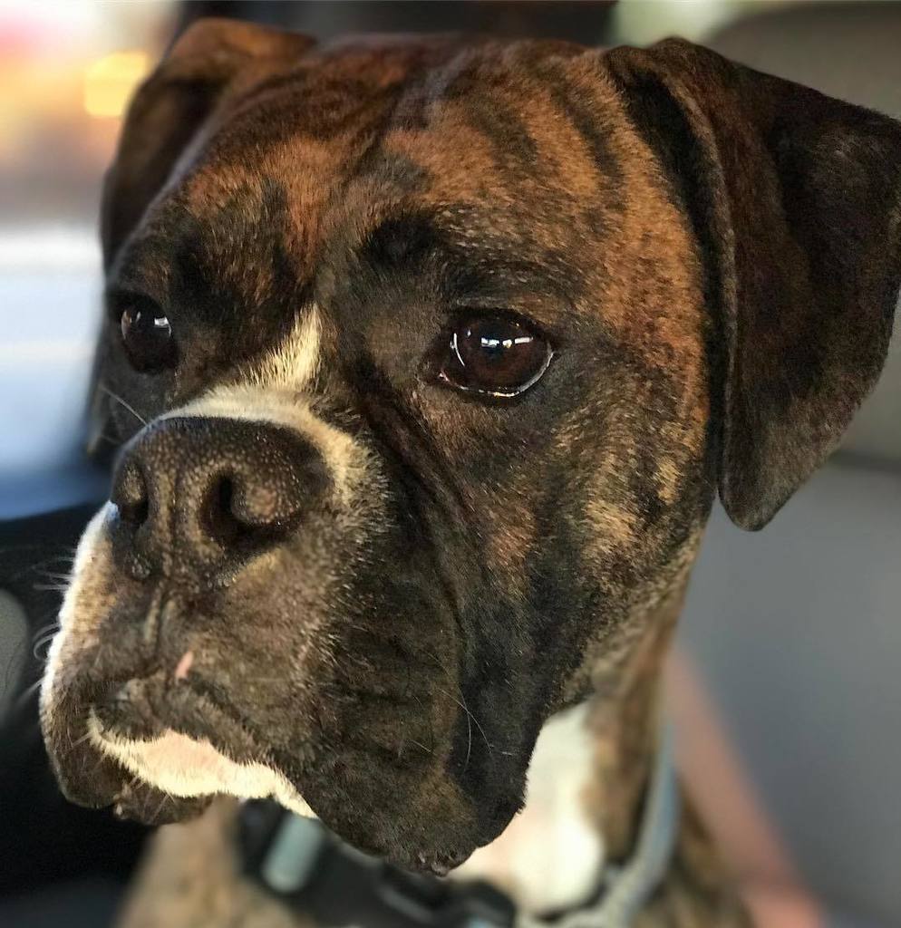 BuffaloveBoxers's tweet photo. Portrait of a dog  #boxersofinstagram #boxer #boxers #puppiesofinstagram #boxergram #dogsofinstagram #boxerdog #brindle #puppy #puppylove #… https://t.co/pC0jpMLELA