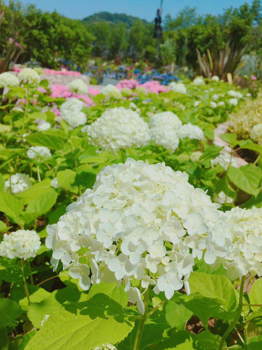 ラグーナテンボス おはようございます ラグーナ周辺はお天気がいい日が続いてます フラワーラグーンのあじさいたちはちょっぴり雨が恋しそうです あじさい 紫陽花 あじさい ラグーナ 花フォト