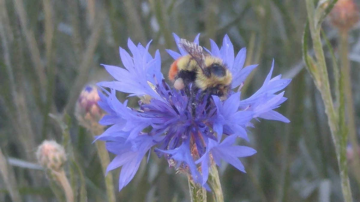 sweetpjess's tweet photo. Omg! I found the cutest bee tonight!! #savethebees #redbeebum #fuzzybee https://t.co/YqTOYhxUKQ