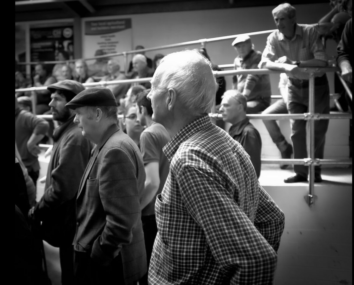 thisdevon's tweet photo. #Holsworthy #livestockmarket #kivells @KivellsRural #devon #thisdevon #fuji #Fujifilm #jamesravilious https://t.co/CDDKkamrQv